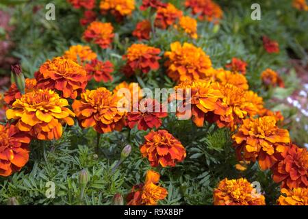 Arancione e rosso borgogna Le calendule in fiore nel Sun Foto Stock