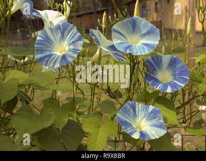 Blu e bianco mattina glorie Abloom nel cortile posteriore Foto Stock