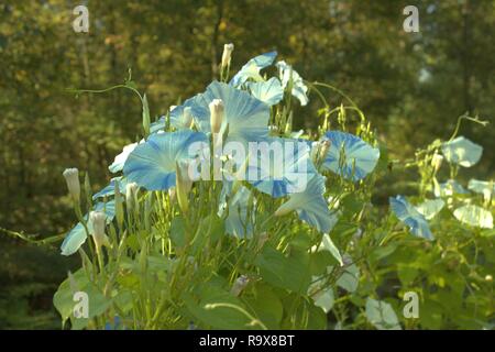 Blu e bianco Glorie di mattina di sole Foto Stock