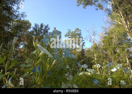 Mattina glorie crescente selvatici nei boschi Foto Stock