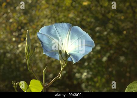 Una mattina blu Gloria sotto la luce diretta del sole Foto Stock