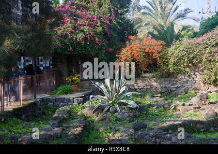 Aloe in giardino a Cafarnao Israele Foto Stock