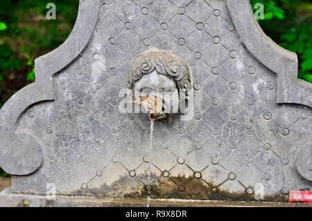 Sparrow di bere dalla fontana con cartello che dice Keine Trinke Foto Stock