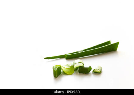 Aloe Vera su sfondo bianco Foto Stock