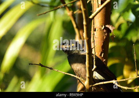 Bella myna bird in natura Foto Stock