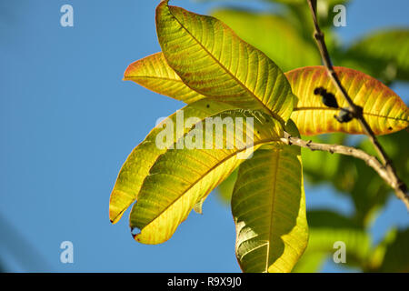 Luce che cade di verde giallastro delle foglie di un albero Foto Stock