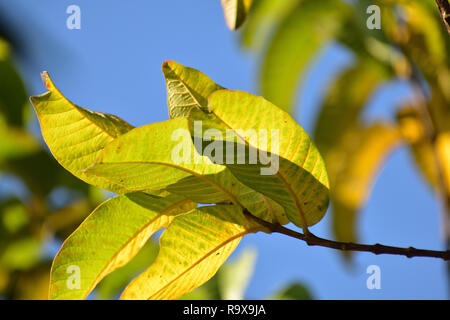 Luce che cade di verde giallastro delle foglie di un albero Foto Stock