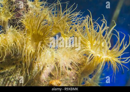 Primo piano di un gruppo del cilindro minore anemoni di mare su una roccia, vita marina sfondo Foto Stock