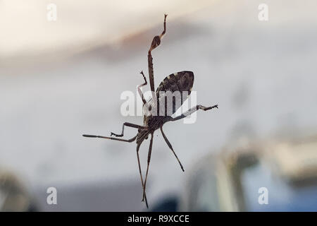 Beetle; Amphimallon solstitiale, di fronte a uno sfondo bianco Foto Stock