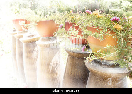 Piante ornamentali in giardino toccato dalla luce del mattino come sfondo. Foto Stock