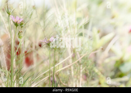 Piante ornamentali in giardino toccato dalla luce del mattino come sfondo. Foto Stock