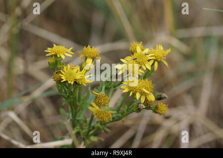 Comune di erba tossica (Senecio jacobae) Foto Stock