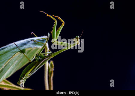 Leaf Mantide Religiosa in Arenal, Costa Rica Foto Stock