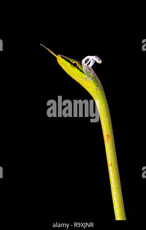 A breve dal naso a vite snake in Arenal, Costa Rica Foto Stock