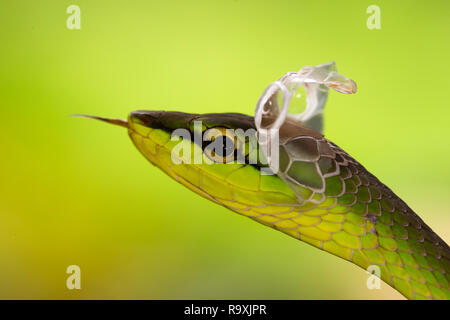 A breve dal naso a vite snake in Arenal, Costa Rica