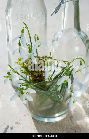 Snowdrops in un piccolo vaso Foto Stock