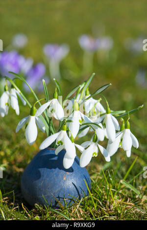 Snowdrops in un piccolo vaso Foto Stock