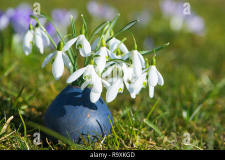 Snowdrops in un piccolo vaso Foto Stock