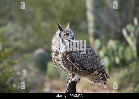 Ritratto di un grande gufo cornuto nel deserto a sud-ovest Foto Stock