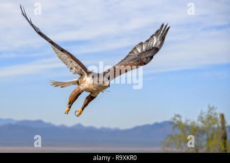 Falco ferruginosa in volo con le montagne e il cielo come sfondo Foto Stock
