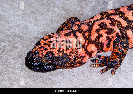 Gila Monster sul ritratto su sfondo grigio Foto Stock