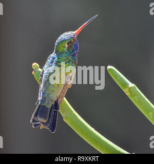 Ampio fatturati Hummingbird maschio, appollaiato Foto Stock