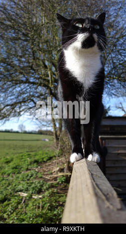 Bianco e nero Tuxedo moggy cat camminando lungo una recinzione e guardando in alto, con alberi e campi dietro Foto Stock