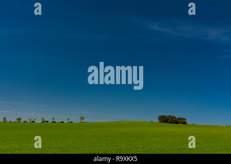 Immagine minimalista di un campo verde di cereali, alcuni alberi in fila sullo sfondo e un gruppo di lecci sotto un cielo blu Foto Stock