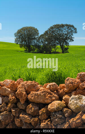 Alcuni lecci in un campo di cereali verde protetto da un muro di pietra in primo piano, con cielo blu una giornata di sole Foto Stock