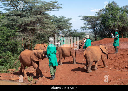 Sheldrick l'Orfanotrofio degli elefanti e custodi (verde cappotti) a Nairobi in Kenya Foto Stock