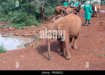 Sheldrick l'Orfanotrofio degli elefanti e custodi (verde cappotti) a Nairobi in Kenya Foto Stock