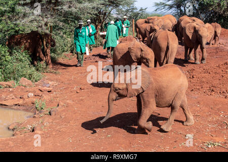 Sheldrick l'Orfanotrofio degli elefanti e custodi (verde cappotti) a Nairobi in Kenya Foto Stock