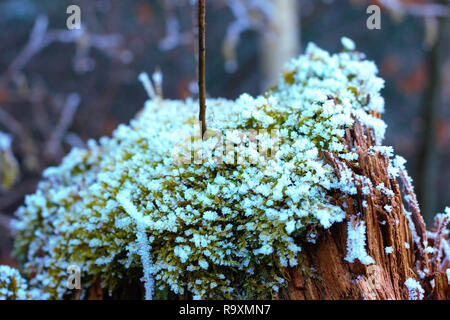 Moss con frost white cresce su un tronco in inverno. Foto Stock