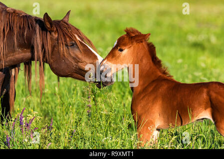 Carino puledro con sua madre nel campo verde Foto Stock