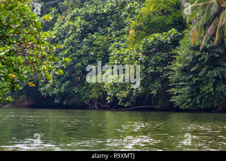 Lussureggianti mangrovie cresce accanto al fiume tropicale Foto Stock