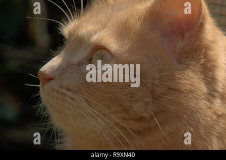 Colore ambrato-eyed zenzero tomcat chiamato 'Belis"; Ritratto di faccia alla luce del sole Foto Stock