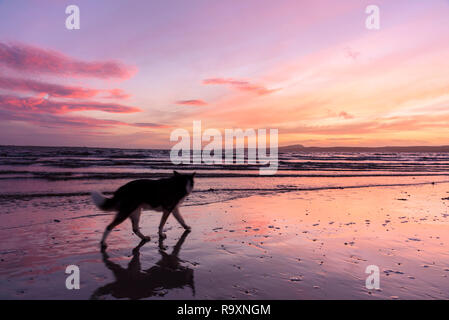 Cooper, Tramonto su Loch Indaal, vicino a Bridgend, Islay, Ebridi Interne, Argyll & Bute, Scozia Foto Stock