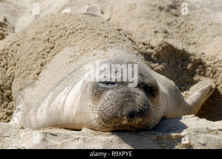 Un porto o di un comune, guarnizione (Phoca vitulina) giacente su di una spiaggia soleggiata nella California meridionale utilizza le proprie pinne per coprire il suo corpo con sabbia per conservare al fresco. Foto Stock