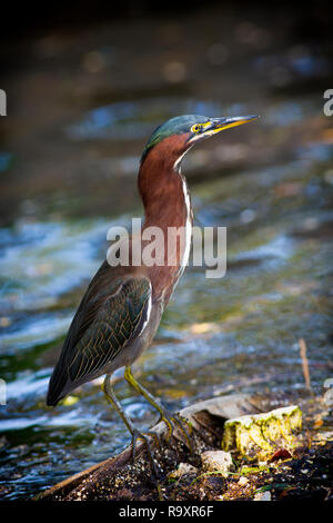 Airone verde (Butorides virescens) appollaiato su debri flottante in una Florida del Sud canale Foto Stock