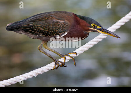 Airone verde (Butorides virescens) in bilico su una barca di corda in un mare di impostazione in una barca dock nella Florida del Sud Foto Stock