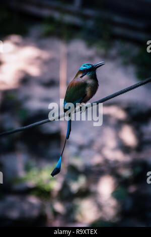 XCanche Cenote a Ek Balam, Messico Foto Stock