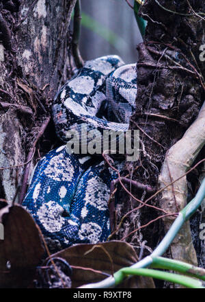 Boa Constrictor nella giungla sull isola di Cozumel, Messico Foto Stock