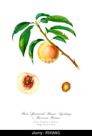 Vintage botaniche uniche illustrazione di apeach Foto Stock