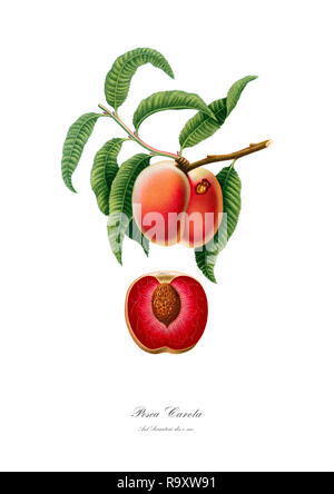 Vintage botaniche uniche illustrazione di una pesca Foto Stock