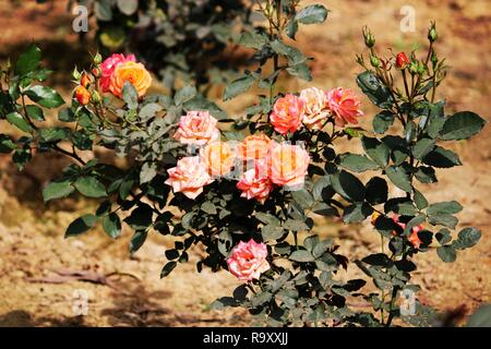 Mazzetto di bellissime rose colorata immagine scattata dalla fotocamera Canon 1500d Foto Stock