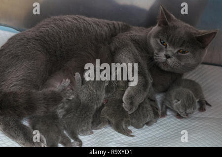 I gattini appena nati sull'alimentazione del latte dalla loro madre. British Shorthair. presso la clinica veterinaria Foto Stock