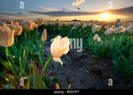 Tramonto d'oro del sole oltre il white tulip campo, Paesi Bassi Foto Stock
