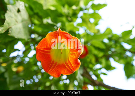 Fiore Brugmansia sanguinea angeli trombe nome comune Foto Stock