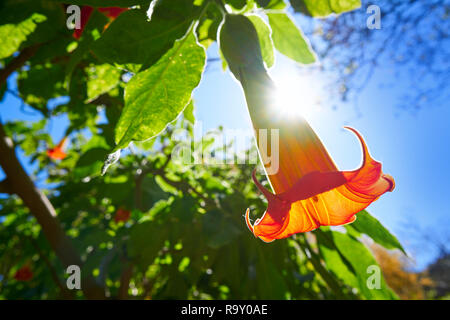 Fiore Brugmansia sanguinea angeli trombe nome comune Foto Stock