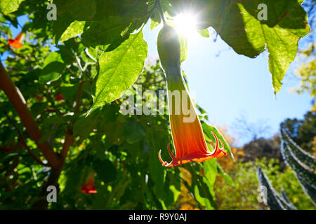 Fiore Brugmansia sanguinea angeli trombe nome comune Foto Stock